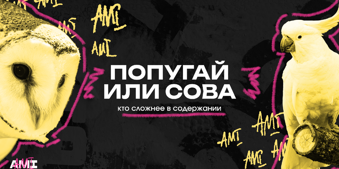 Попугай VS сова – кто сложнее в содержании?