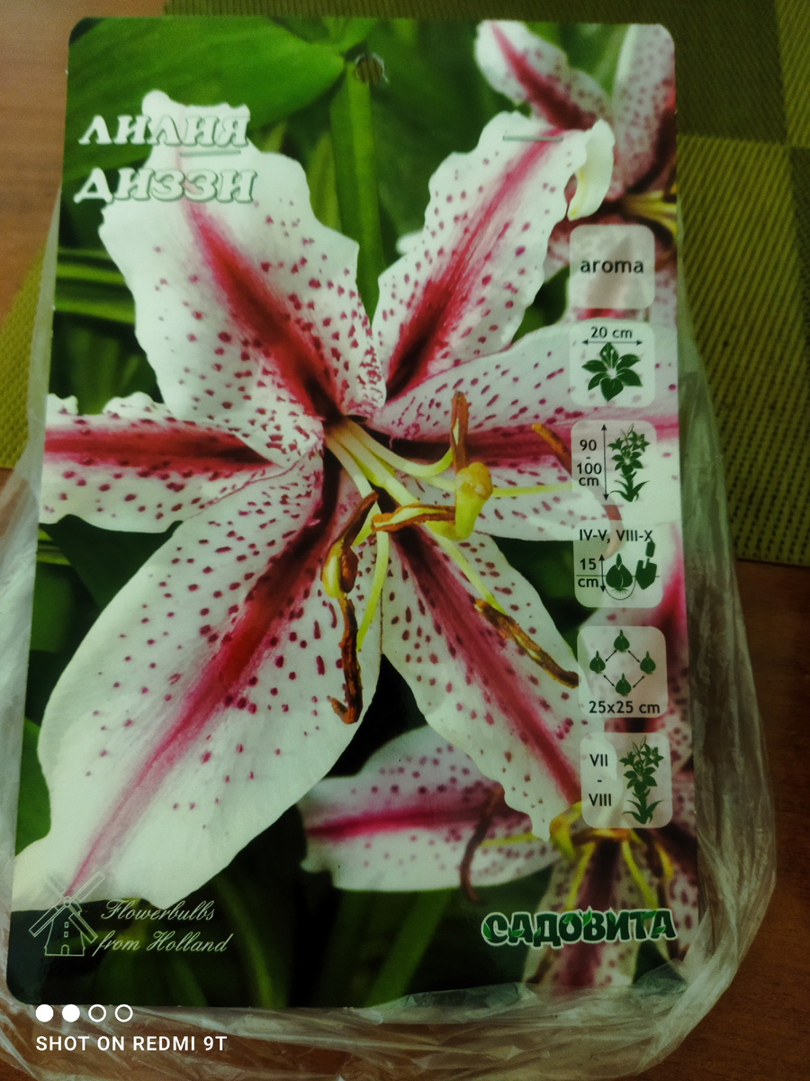 Восточная лилия Диззи