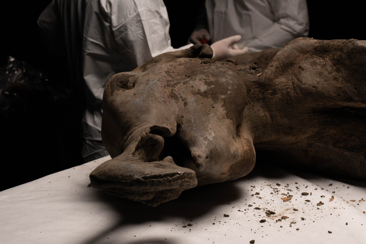 фото: пресс-служба СВФУ