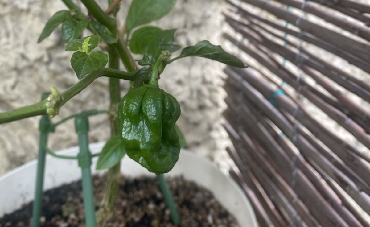 Пока еще зеленый