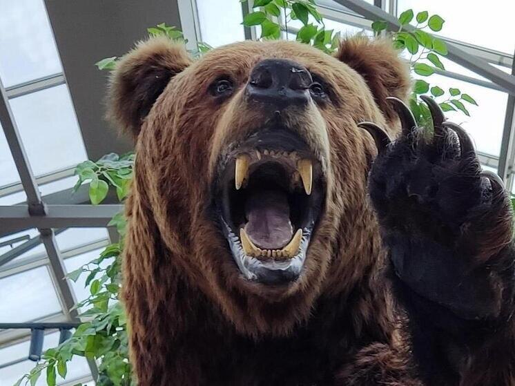     Важной частью гастрономического образа остается медвежатина, лосятина, кабанятина. Фото: Архив МК в Великом Новгороде