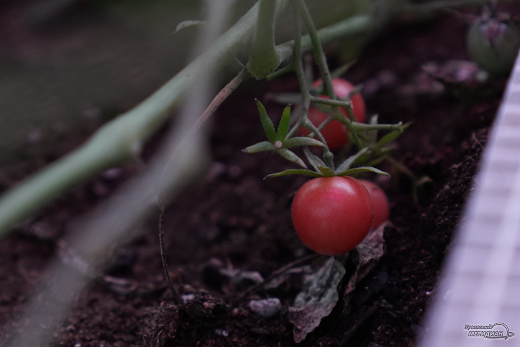    Фото: Лидия Аникина © ИА «Уральский меридиан»