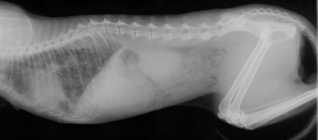 Смотреть на легкие - они находятся слева, чернота - легикие, а серый фон - признаки пневмонии