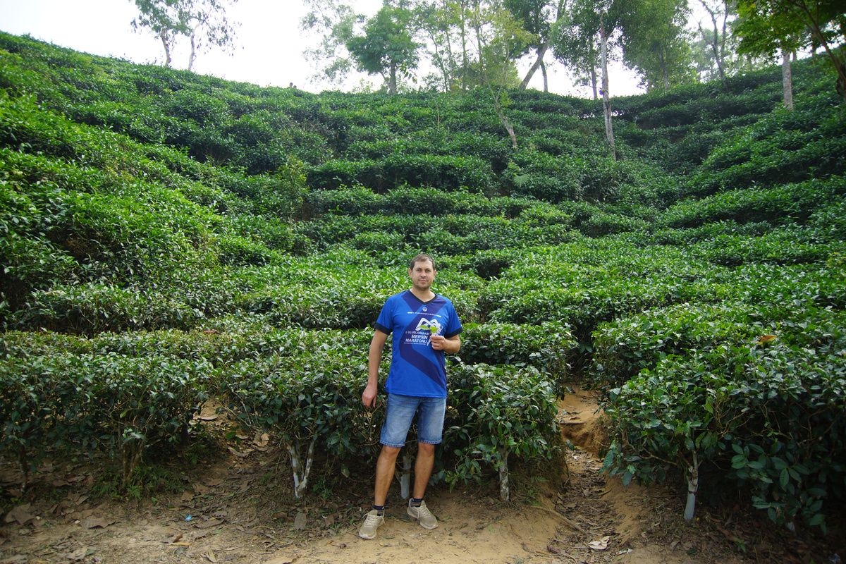 чайные плантации Силхет