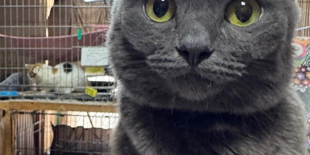 Марусика в поисках настоящей семьи.