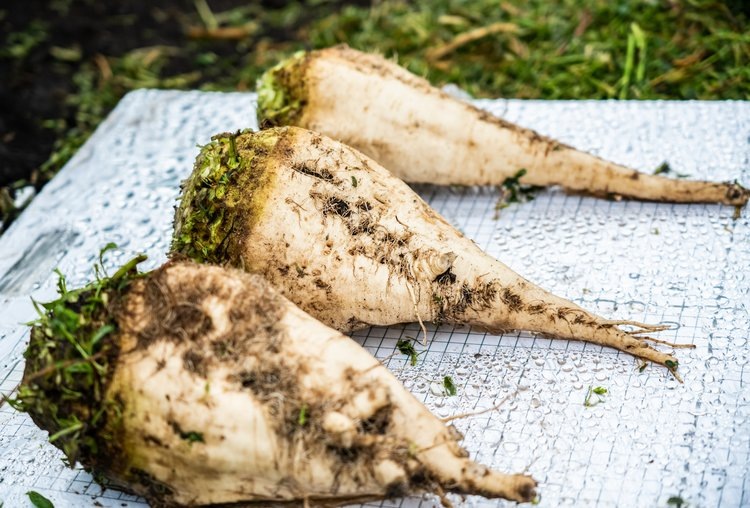    Учимся сеять без оглядки на заграницу