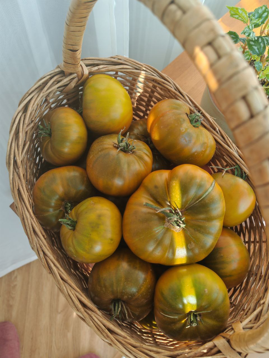 Томат малахитовая шкатулка