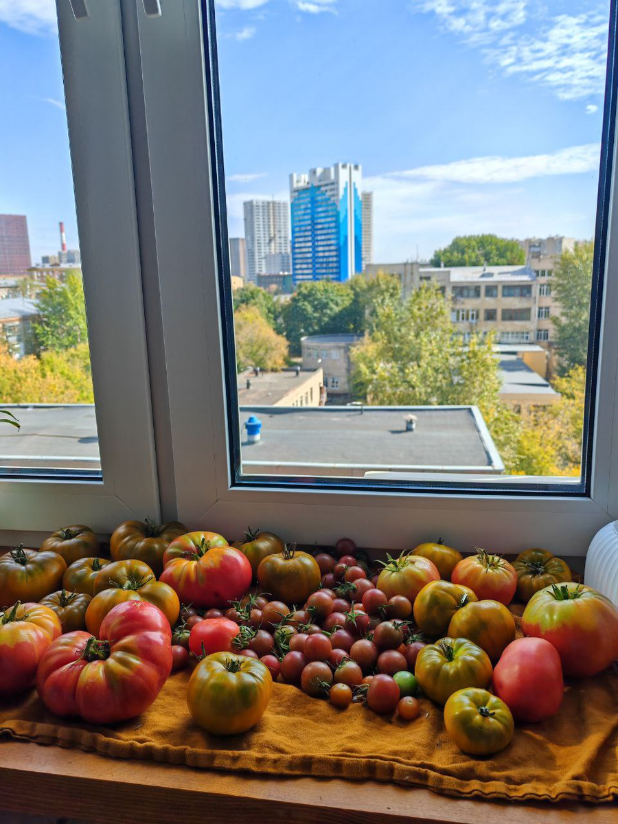 А это прошлогодний вариант, выращивали четыре вида томатов.