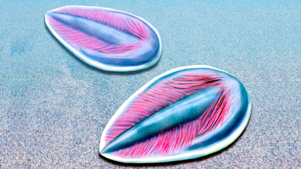 Парванокорины ещё ничего, они хотя бы внешне напоминали трилобитов.