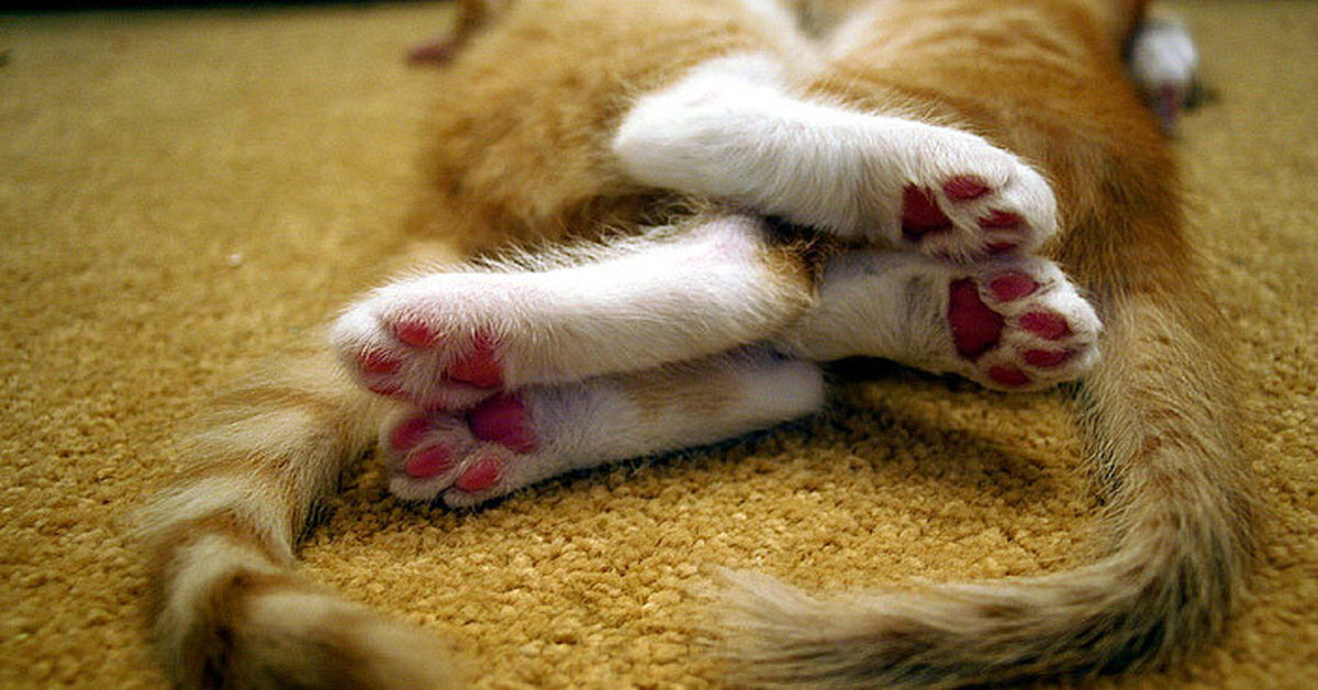 источник Яндекс-картинки