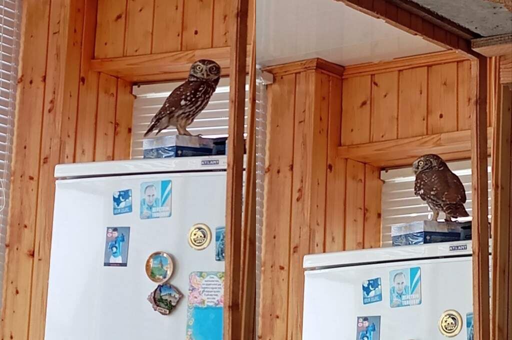    Фото: "Птицы города Курска"