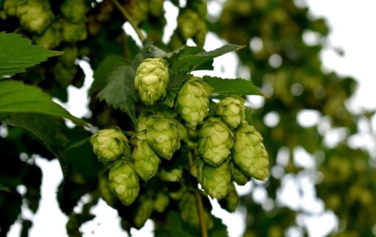    Студенты Чувашском ГАУ заложат свои собственные хмельники в этом году