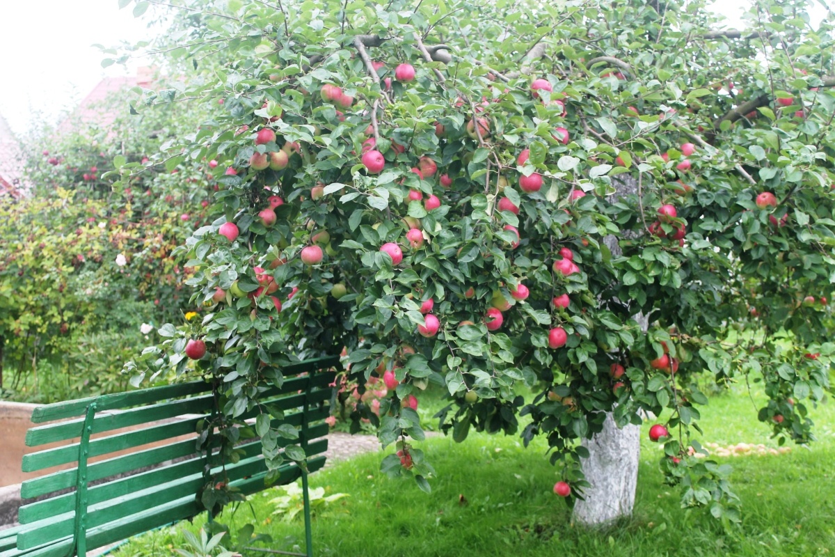 Полукарликовая яблоня / Фото из сети