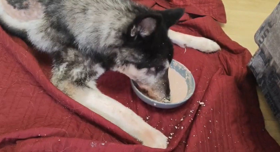 Фунтик (собака-инвалид)