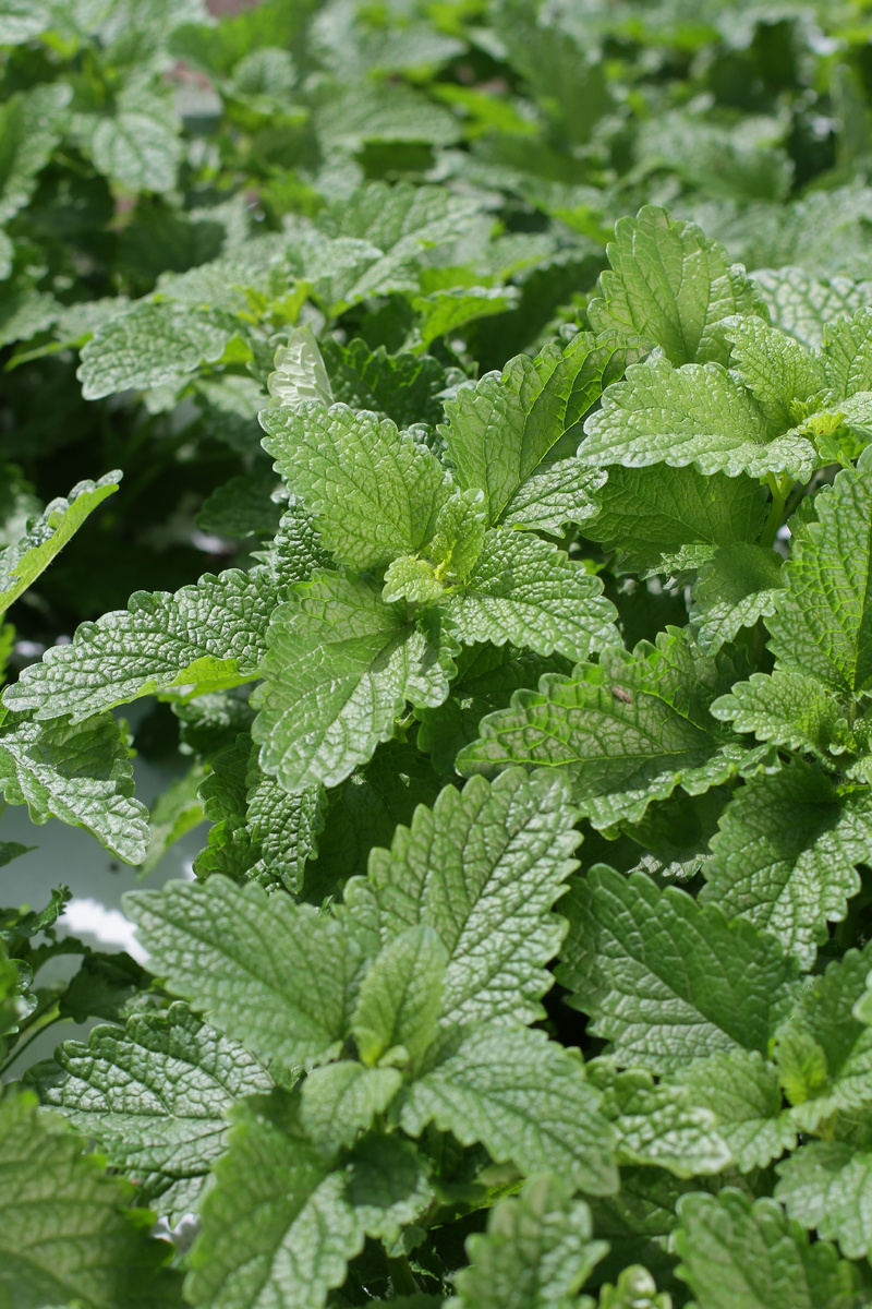 Мята,авторское фото