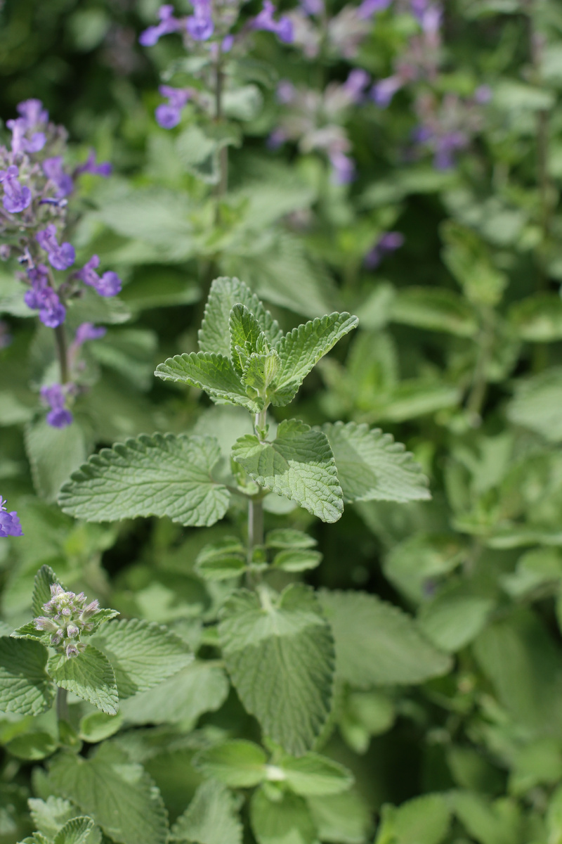 Мята,авторское фото