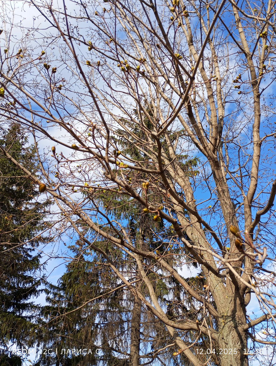 На деревьях почки уже распустились.