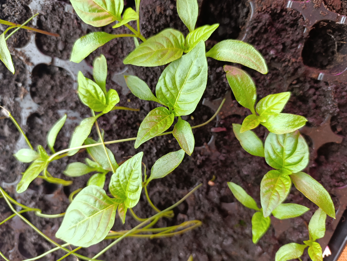 Перец из просроченных семян.