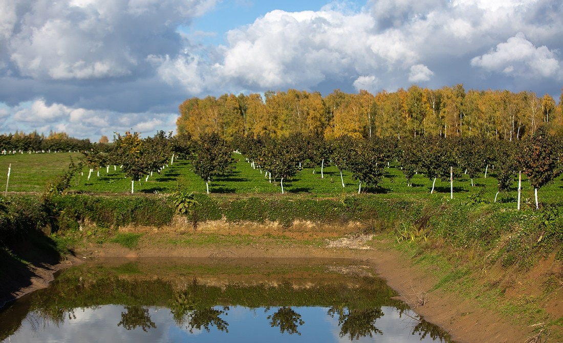 Фундуковый сад FundukEco