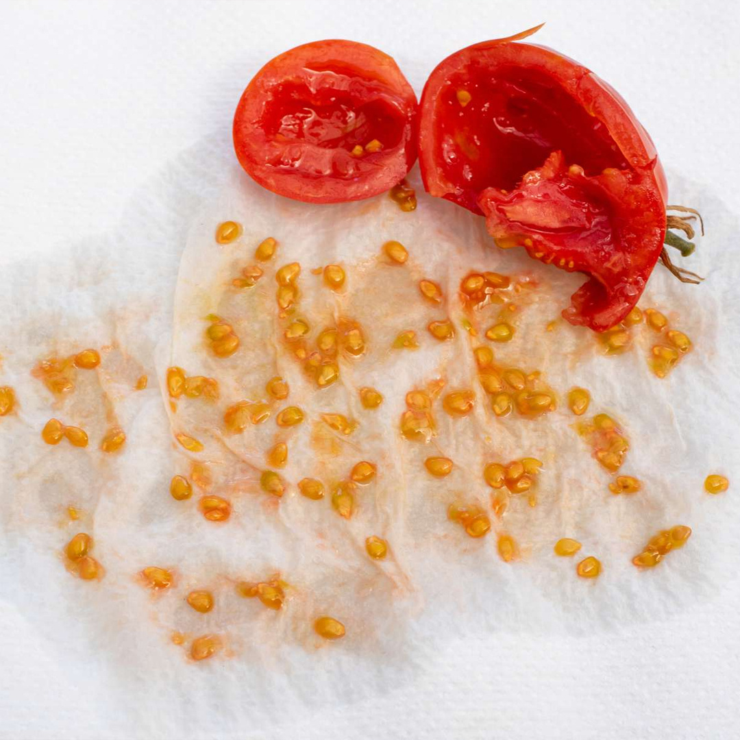 Раньше только так и добывали семена