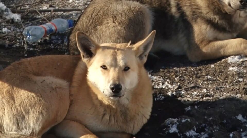    Собаки. Источник: Толк