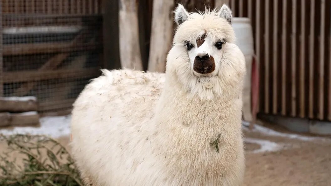    Официальный портал Мэра и Правительства Москвы (mos.ru)