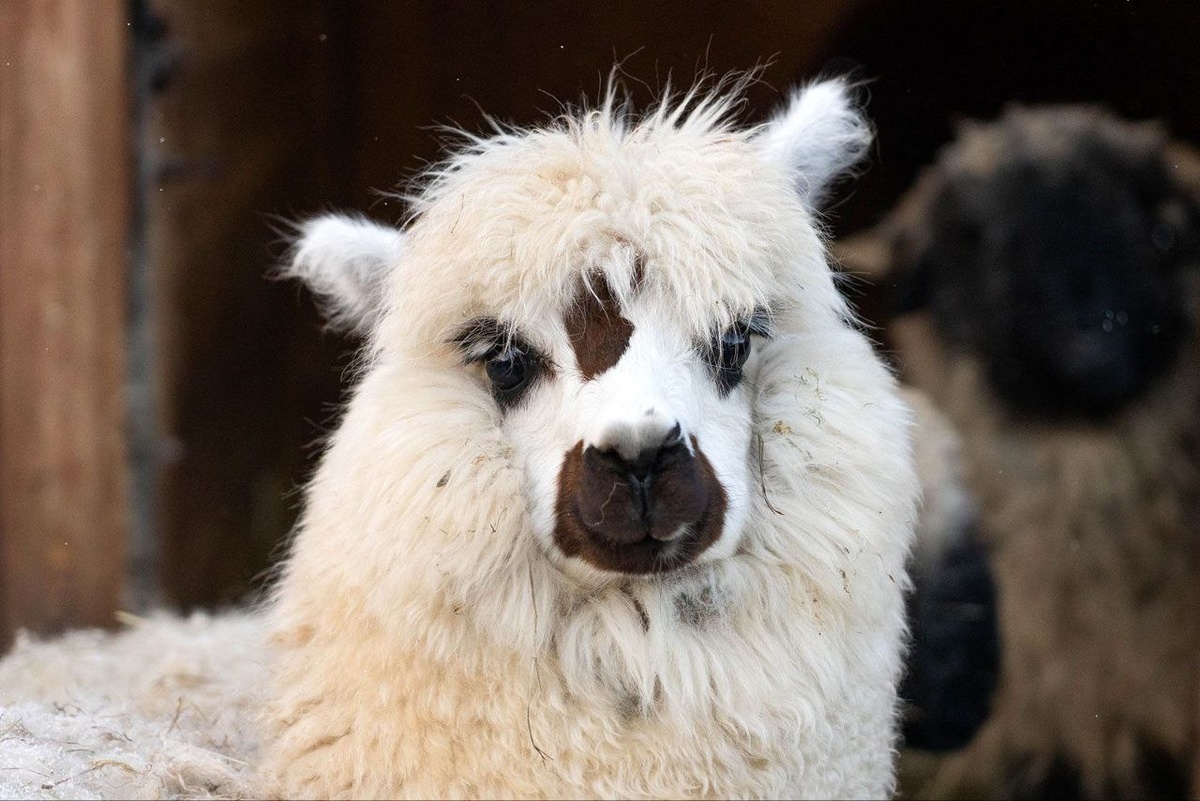 Фото: Московский зоопарк