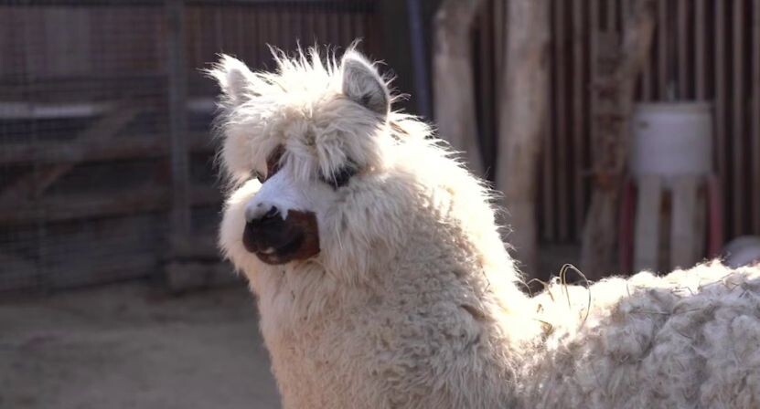    Московский зоопарк / Telegram