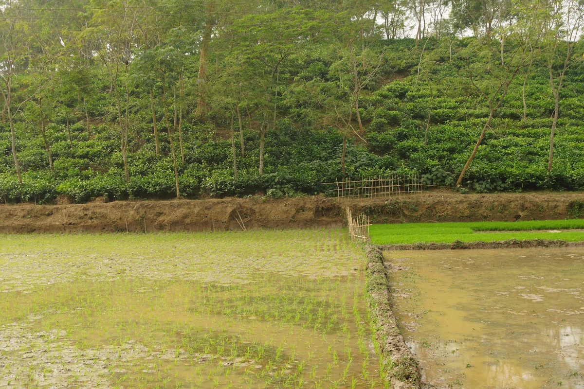 чайные кусты на холмах (Листайте галерею)