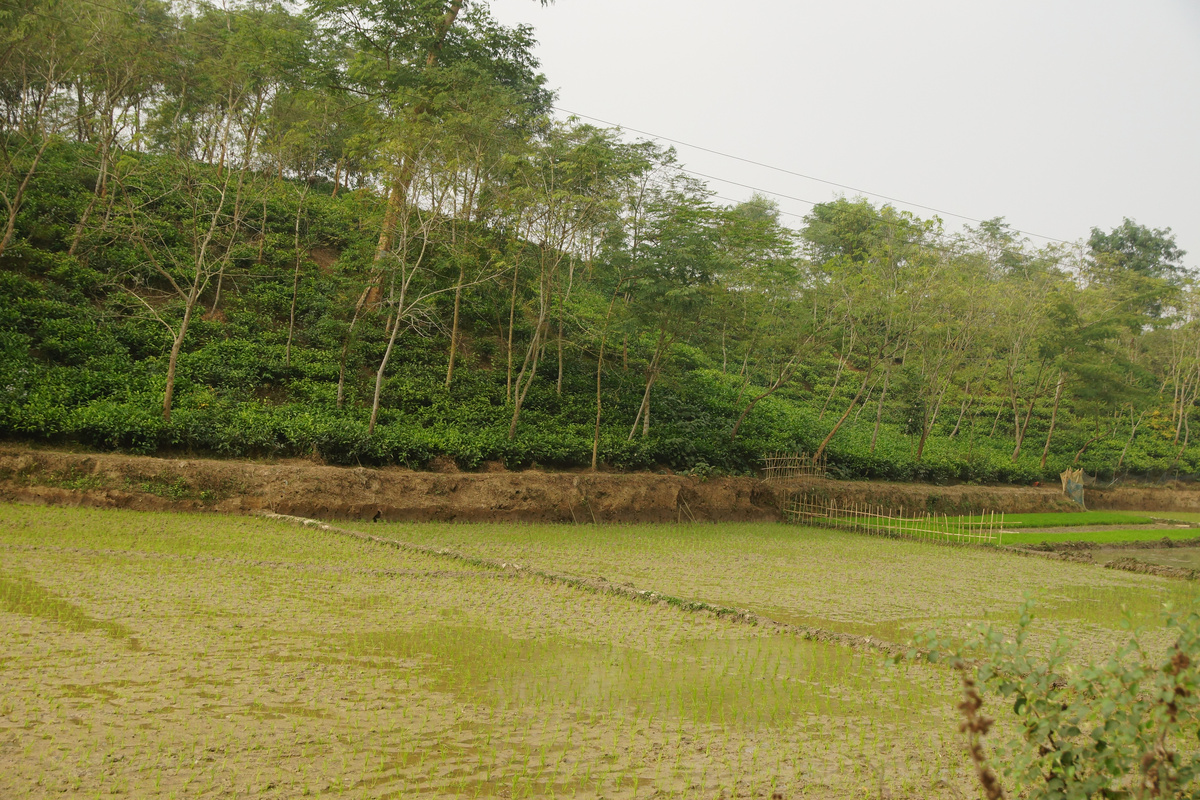 чайные кусты на холмах (Листайте галерею)