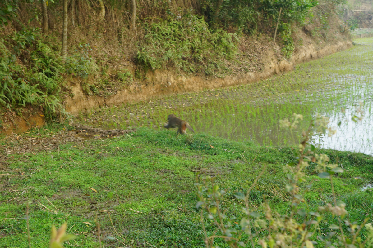 бегущая обезьяна (Листайте галерею)