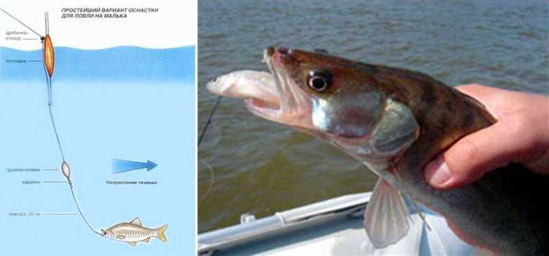 Фото с сайта: https://fishinfo.su/uploads/posts/all/lovlja-sudaka-na-zhivca-4.jpg