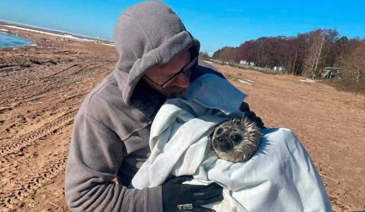     Спасение нерпы. Источник: kp.ru Автор фото: Фонд друзей балтийской нерпы