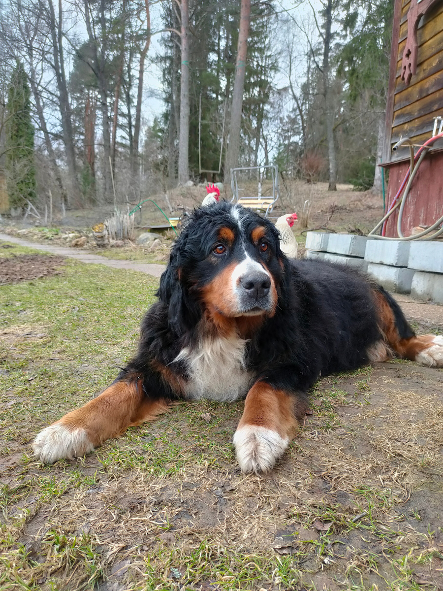 Бонюшка