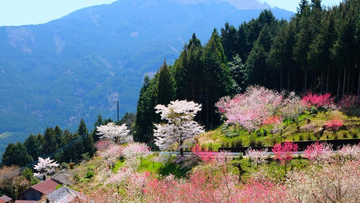    В статье найдёте подсказки, где посмотреть цветение. Фото: unsplash