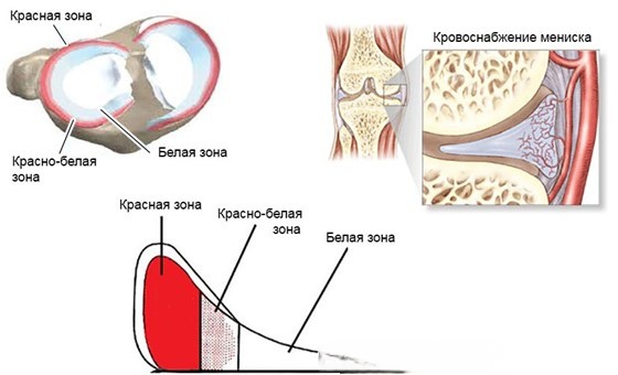 Фото взято с https://smartclinicspb.ru/wp-content/uploads/2024/02/6027e376ec324.jpg