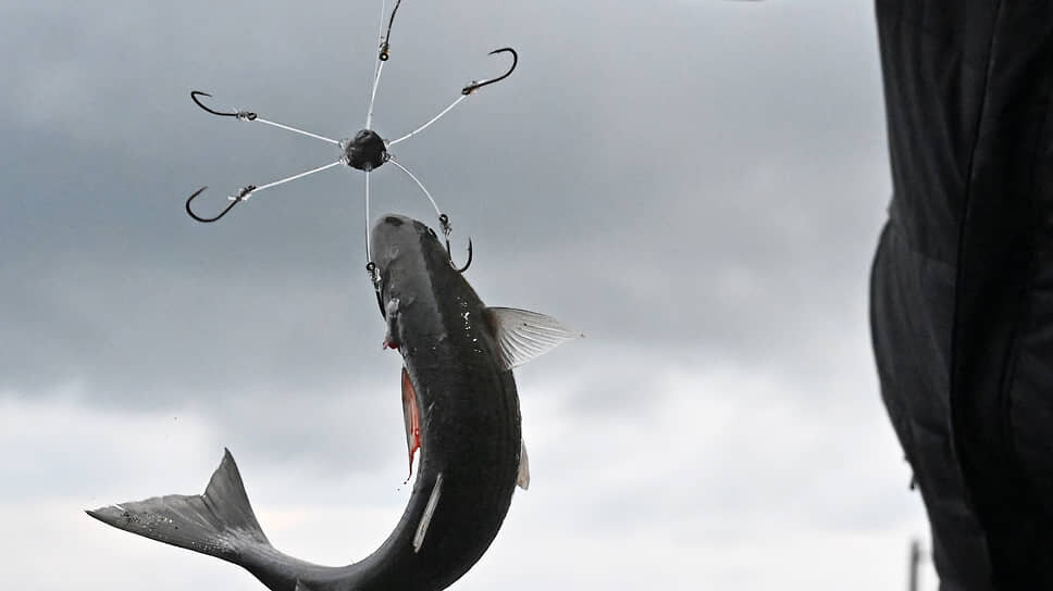 Фото: Анатолий Жданов / Коммерсантъ