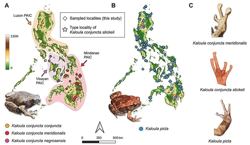     Фото: Kin Onn Chan et al./Heredity, 2025