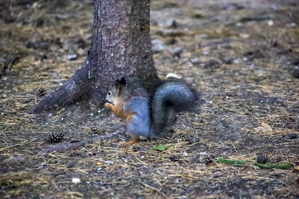 Отдыхать горожане смогут только в специальных зонах.  Фото: ФедералПресс / Елена Майорова