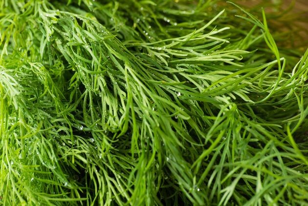 чем ценен укроп и другие  зонтичные