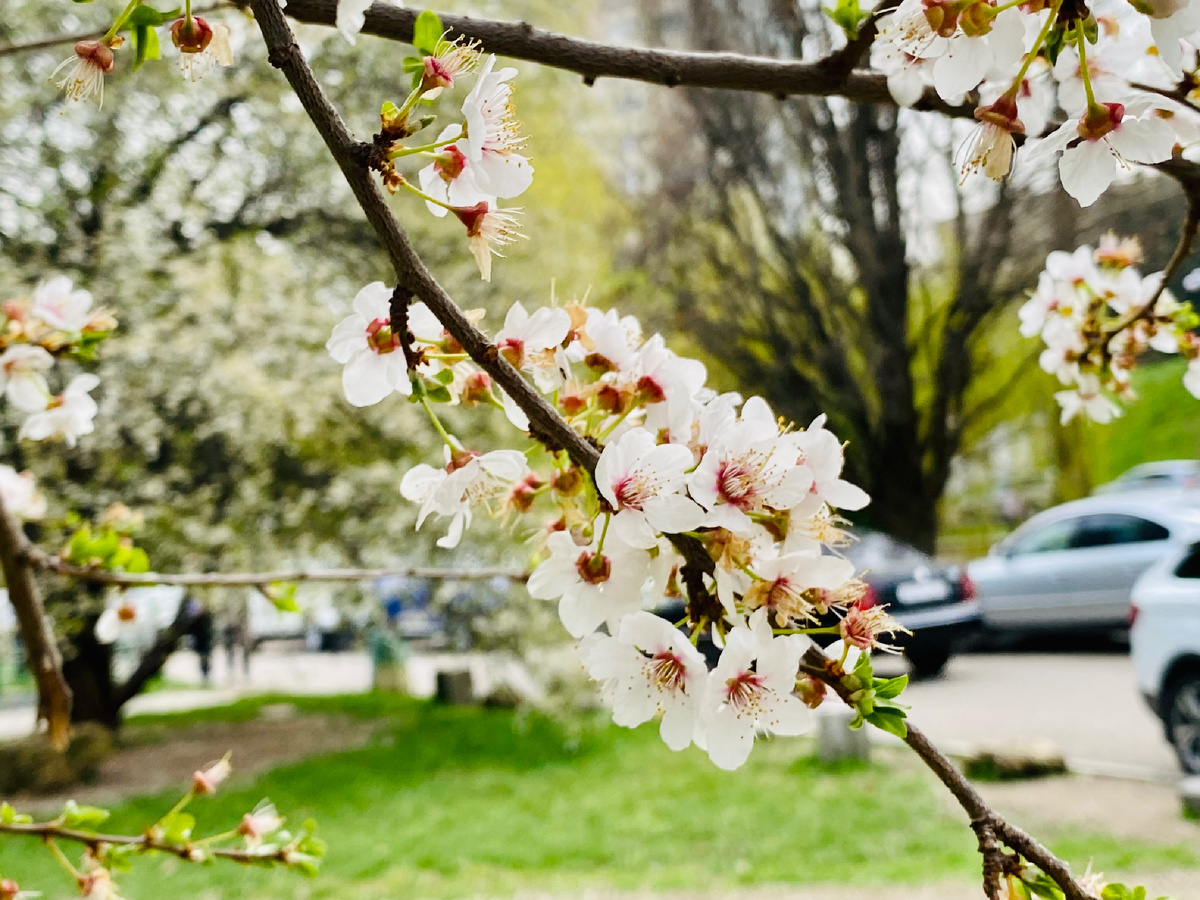 📸 Весна в российском Крыму.