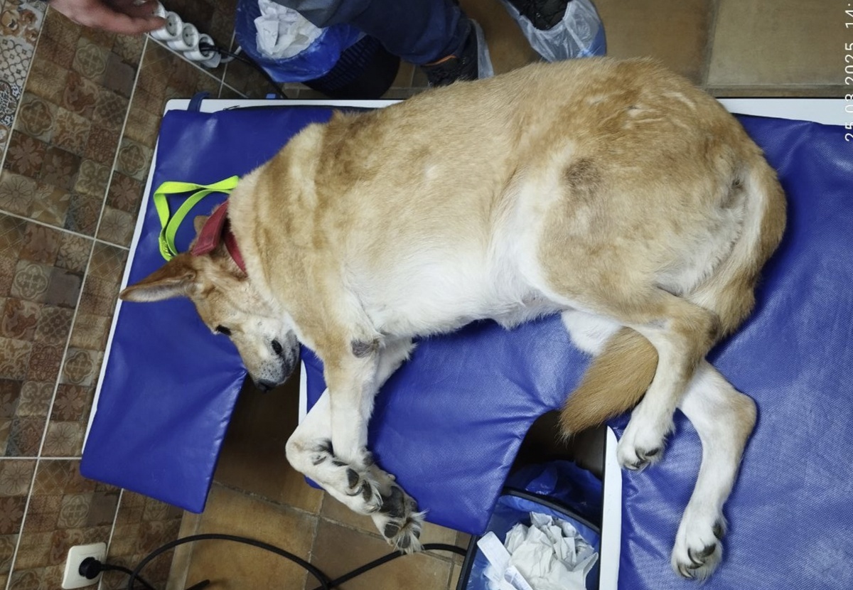 Сделали УЗИ мочевого пузыря 