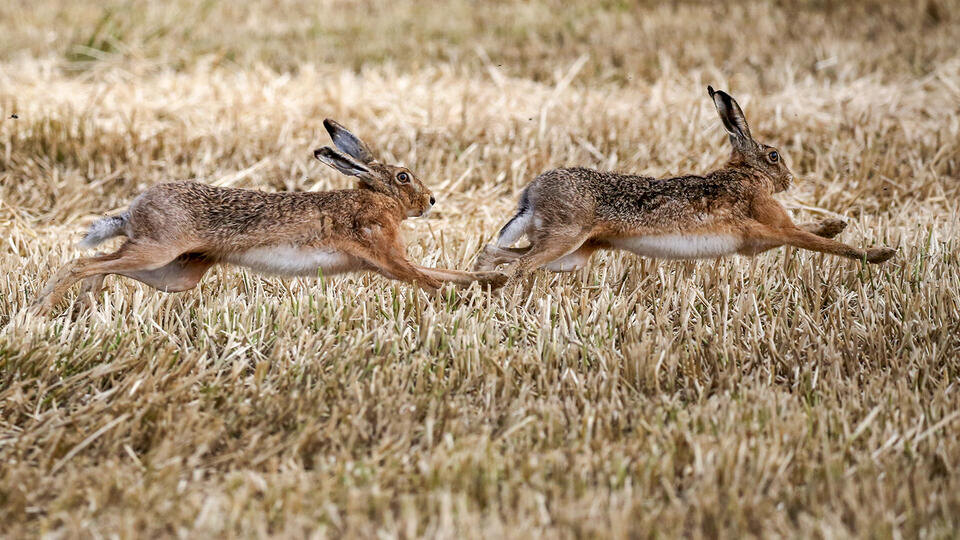 Фото: © www.globallookpress.com/Thomas Warnack/dpa