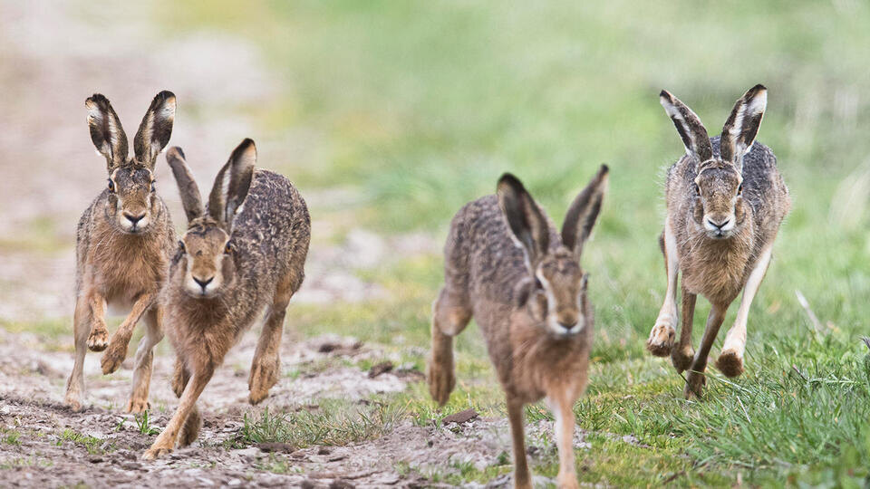 Фото: © www.globallookpress.com/Erhard Nerger/http://imagebroker.com/#/search