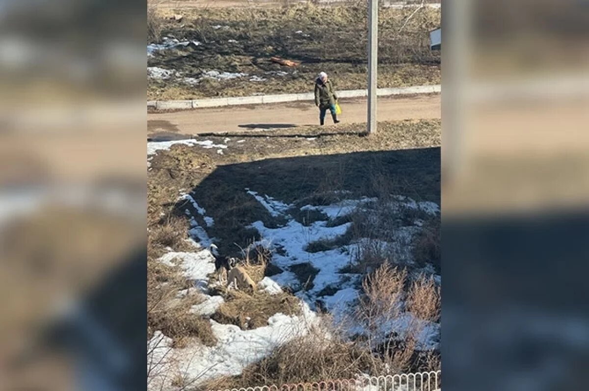    Пенсионерка выгуливает собак без поводков и намордников.