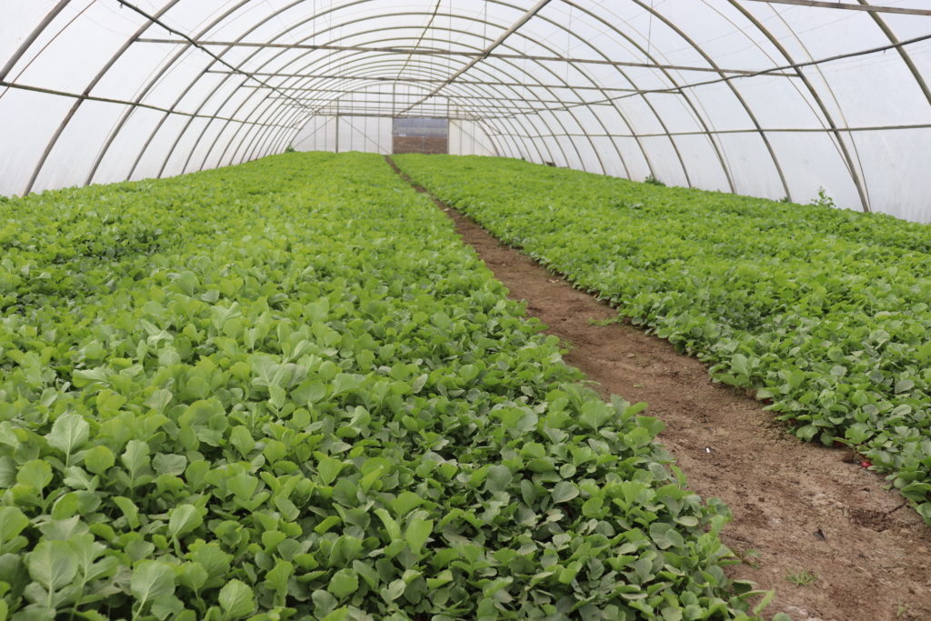     В больших теплицах, словно в поле, зеленеет редиска.