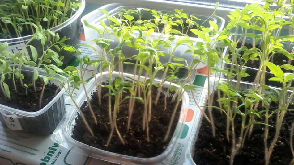 Так выглядит рассада, требующая срочного внимания