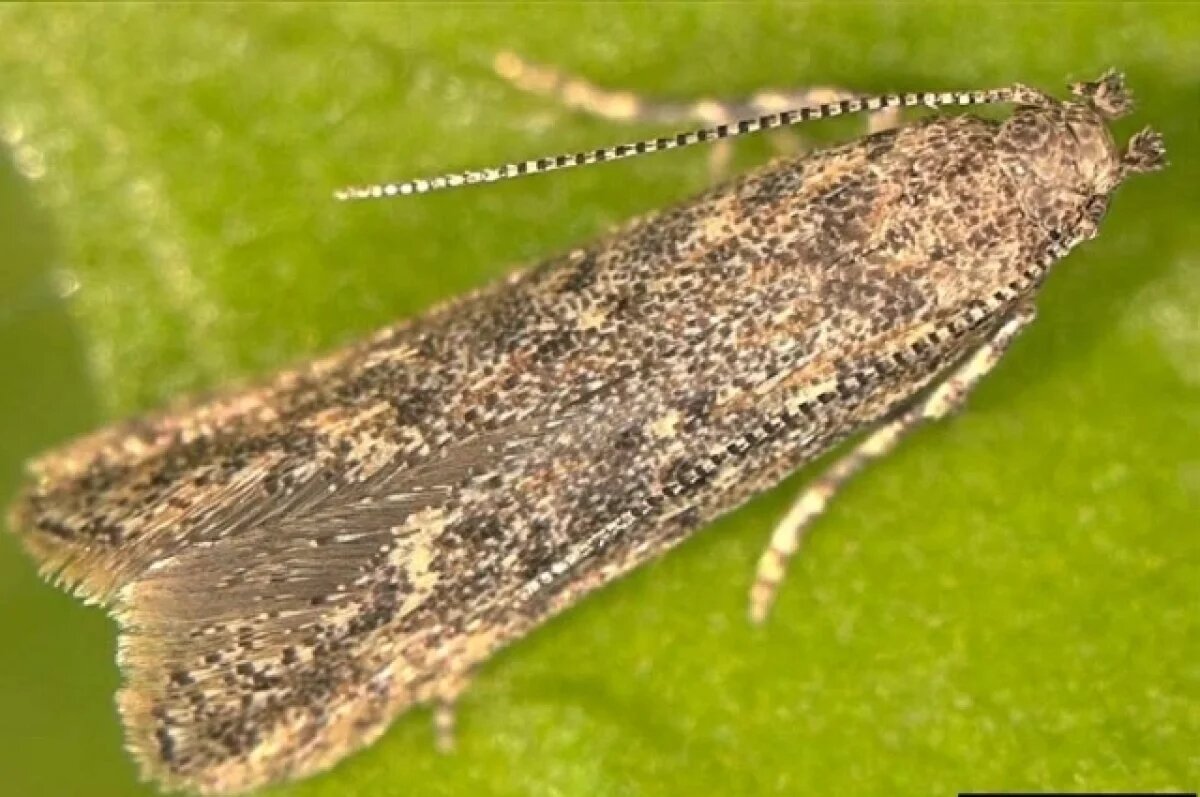    Южноамериканская моль добралась до дагестанских овощей