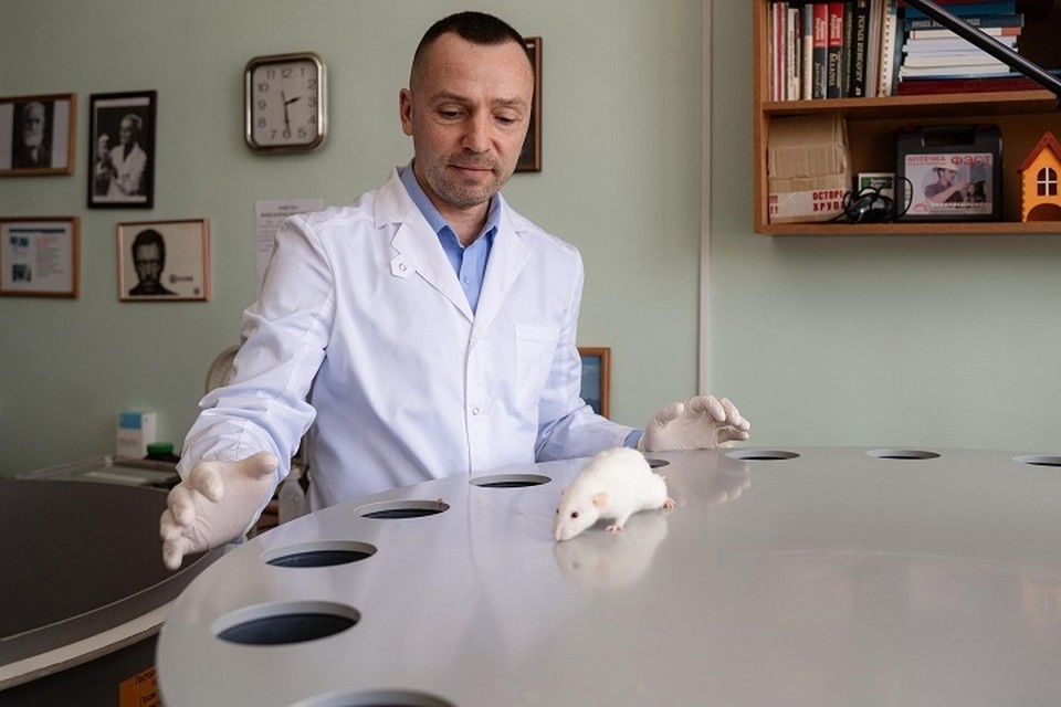    В эксперименте участвовали взрослые крысы-самцы / Фото: Ольга Жаркова/Самарский университет