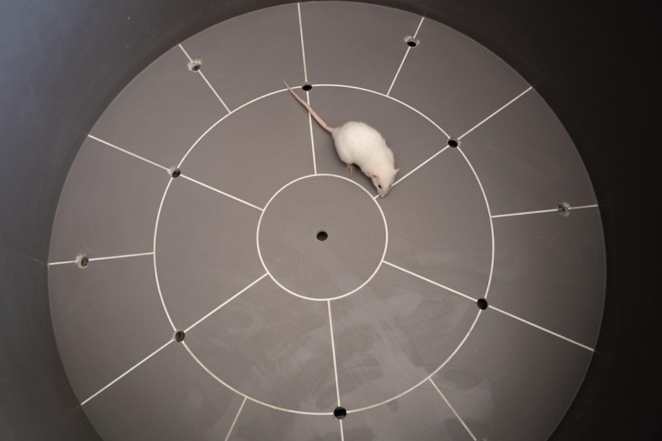    Крыс поделили на две группы и тестировали их поведение на лабораторных установках / Фото: Ольга Жаркова/Самарский университет